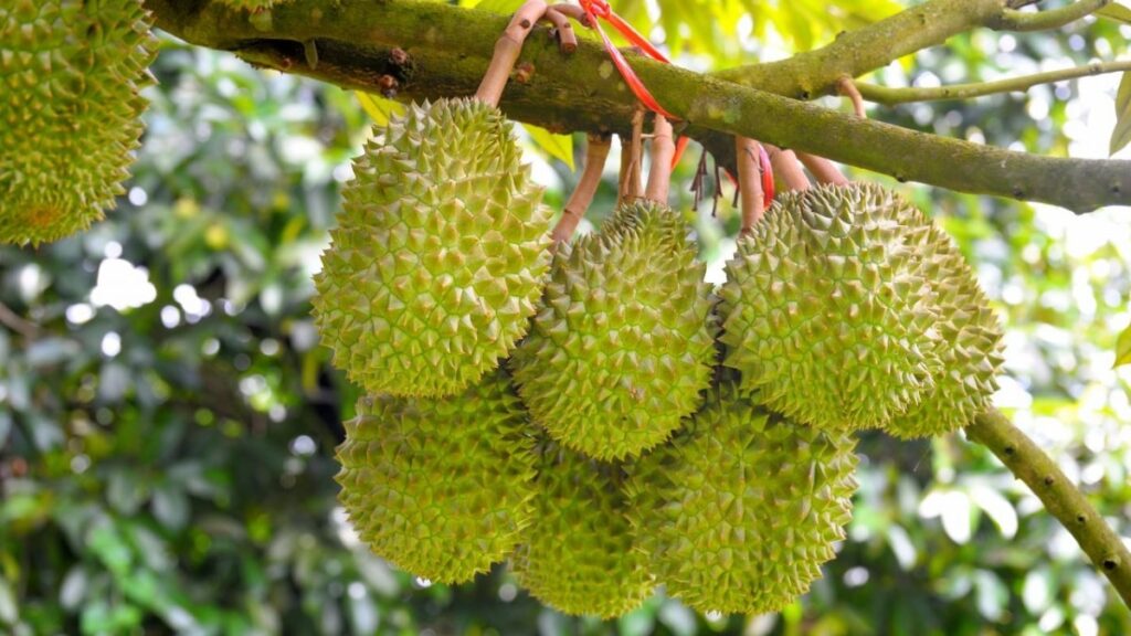 Sầu Riêng